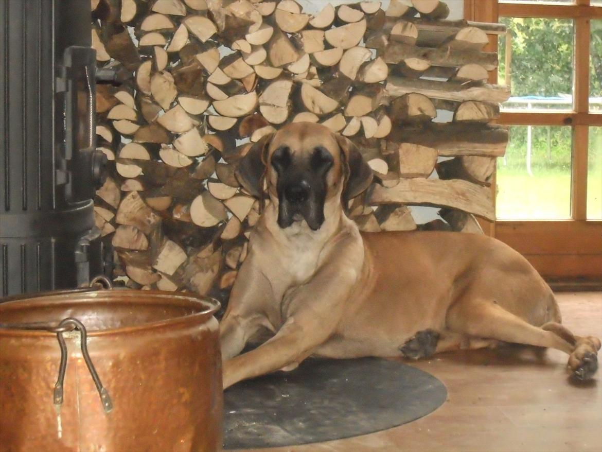 Grand danois Vicki - 8 august 2011 billede 11