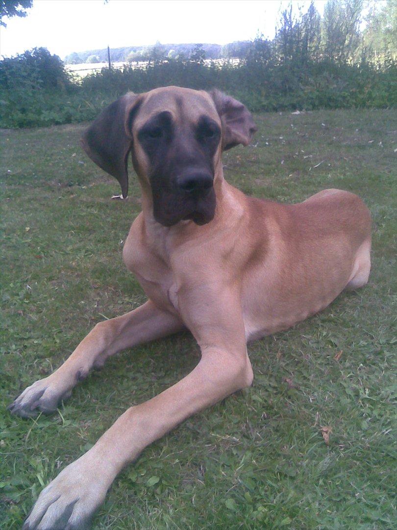 Grand danois Vicki billede 12