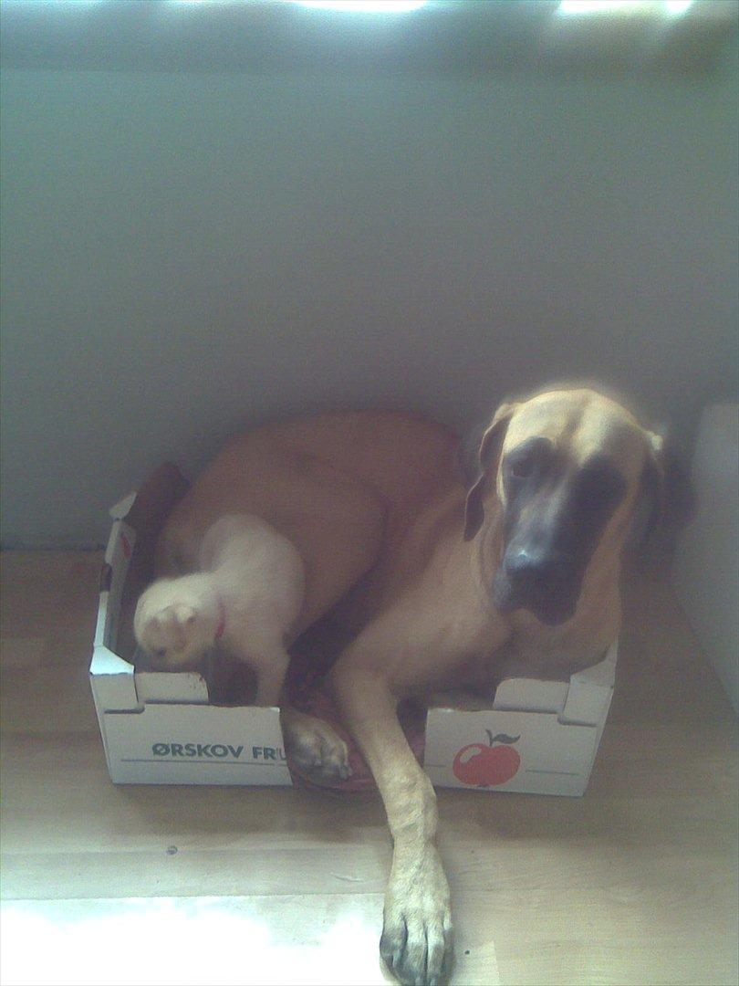 Grand danois Vicki billede 13