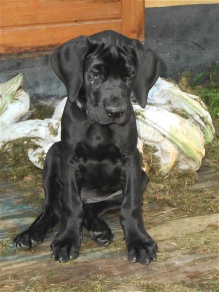 Grand danois Bonnie - 9 august 11 billede 8