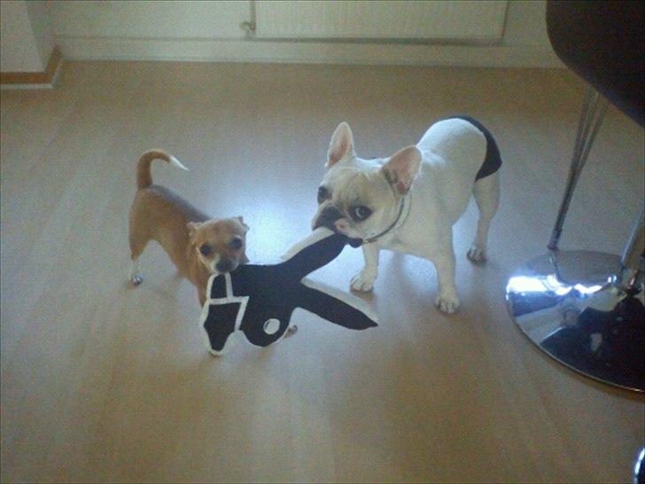 Fransk bulldog Kayla billede 11