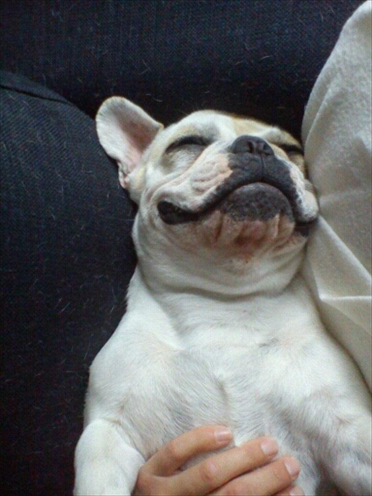 Fransk bulldog Kayla billede 12