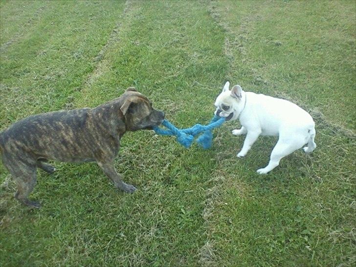 Fransk bulldog Kayla billede 13