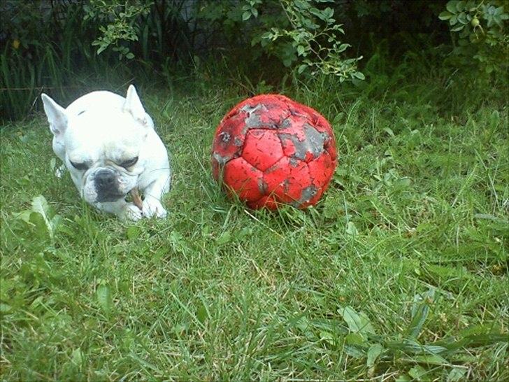 Fransk bulldog Kayla - Hygger med sin yndlings bold og grise øre :) billede 14