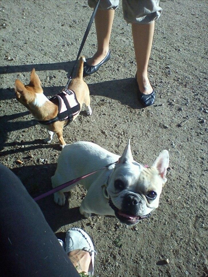 Fransk bulldog Kayla - Kayla og Tikka :) billede 15