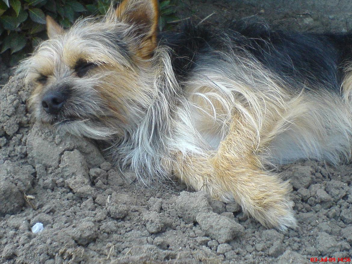 Blanding af racer Chico billede 1