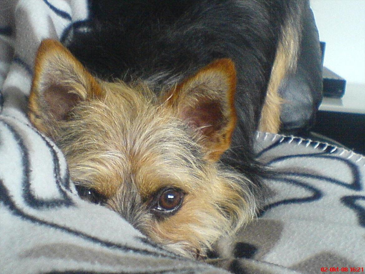 Blanding af racer Chico billede 2