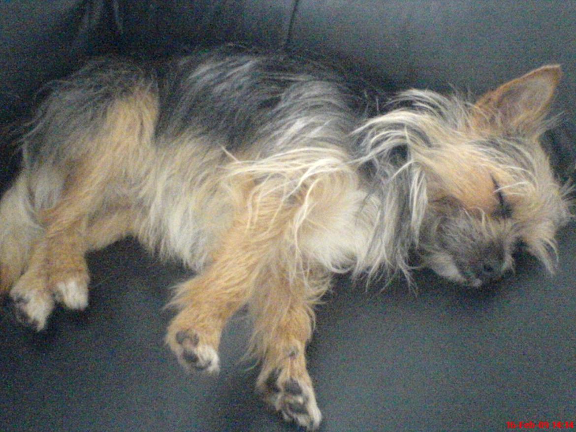 Blanding af racer Chico billede 3