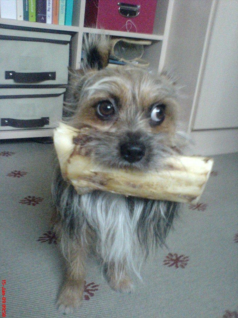 Blanding af racer Chico billede 4