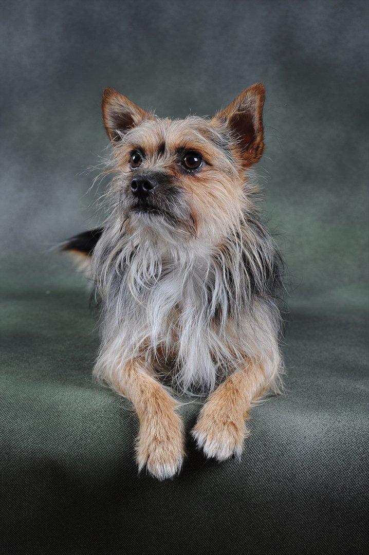 Blanding af racer Chico billede 5