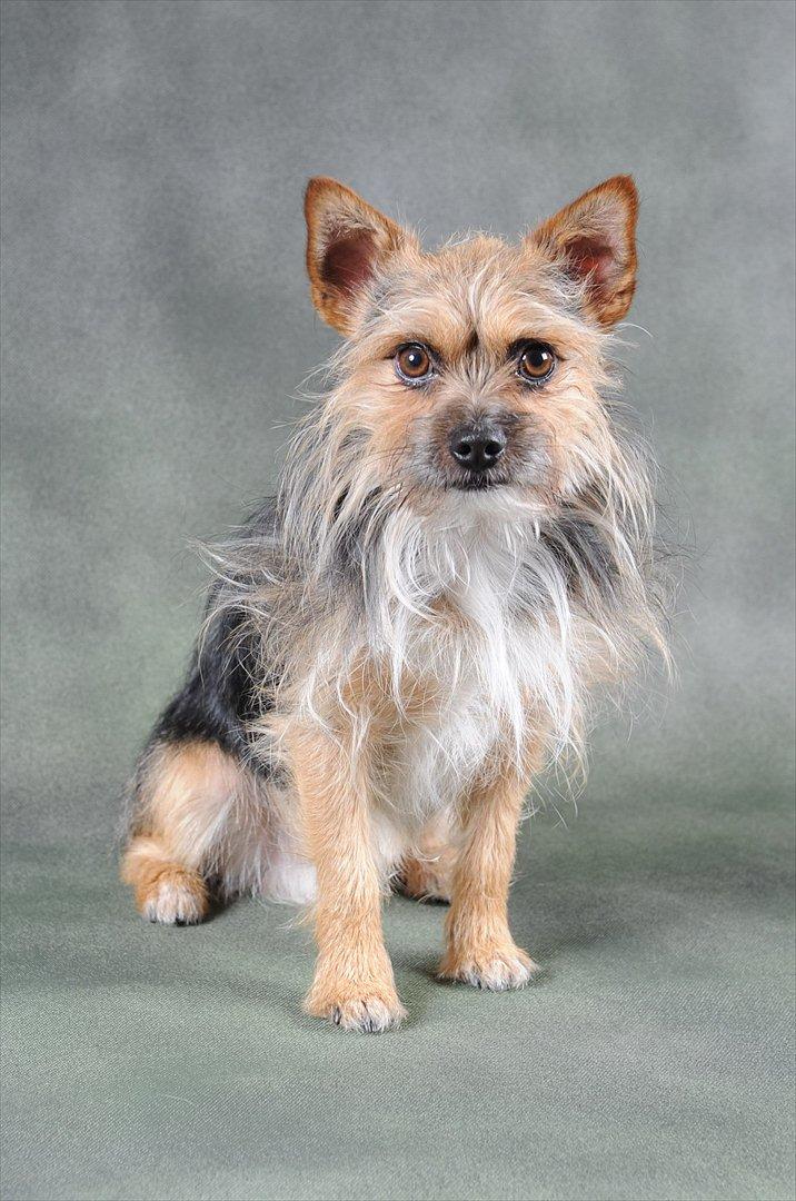 Blanding af racer Chico billede 6