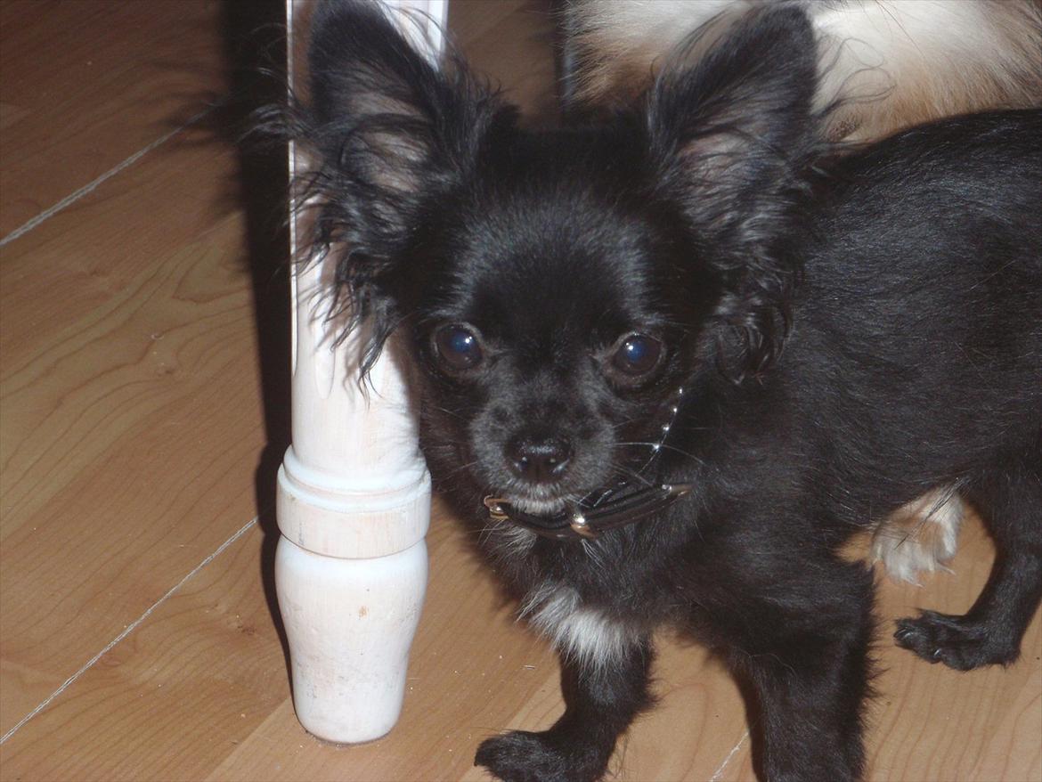 Chihuahua Lise´s Sumo *udstationeret* - Sumo 5½ mdr. og smuk smuk smuk og FRÆK :-) billede 12