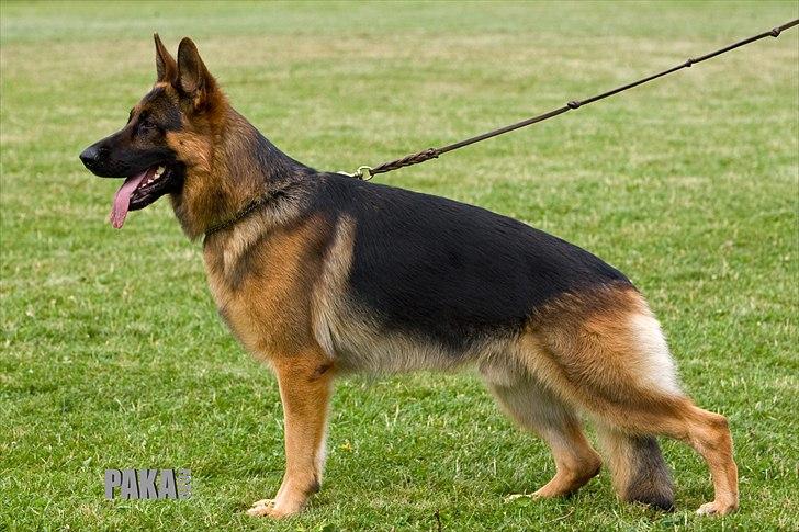 Schæferhund Vitali Zu Den Drei Wieken billede 1