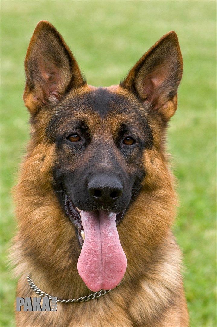 Schæferhund Vitali Zu Den Drei Wieken billede 2