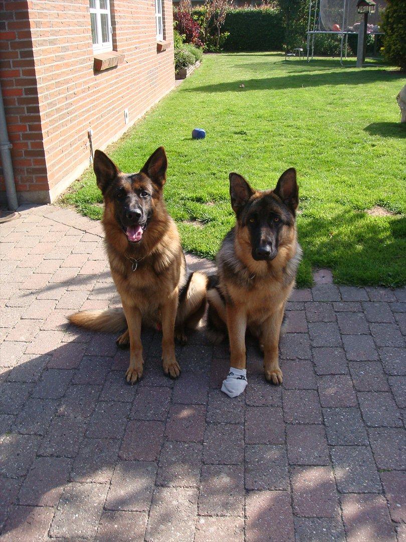 Schæferhund Vitali Zu Den Drei Wieken billede 3