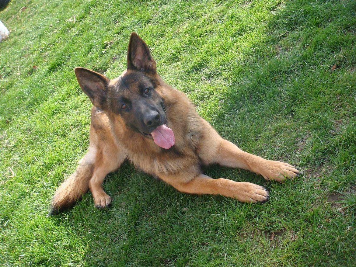 Schæferhund Vitali Zu Den Drei Wieken billede 4