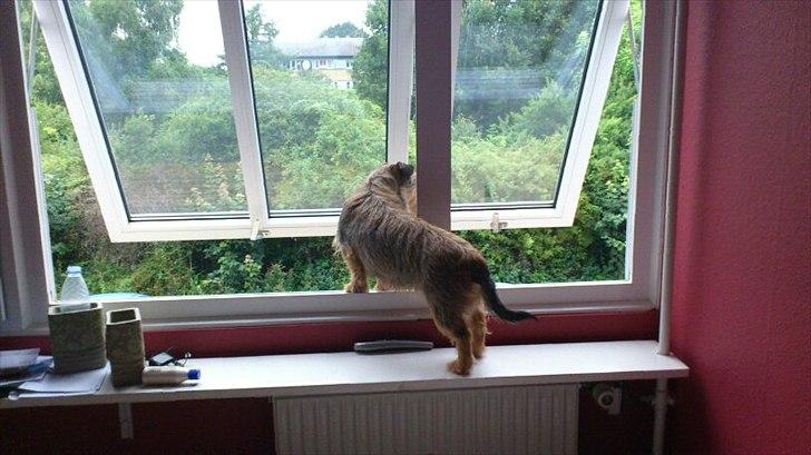 Blanding af racer Tøsen billede 10