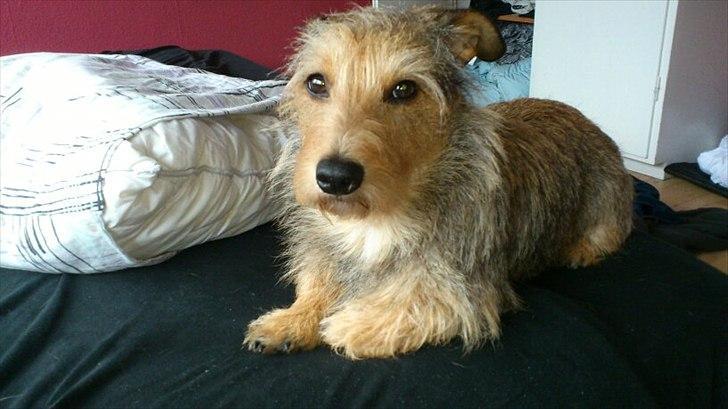 Blanding af racer Tøsen billede 11