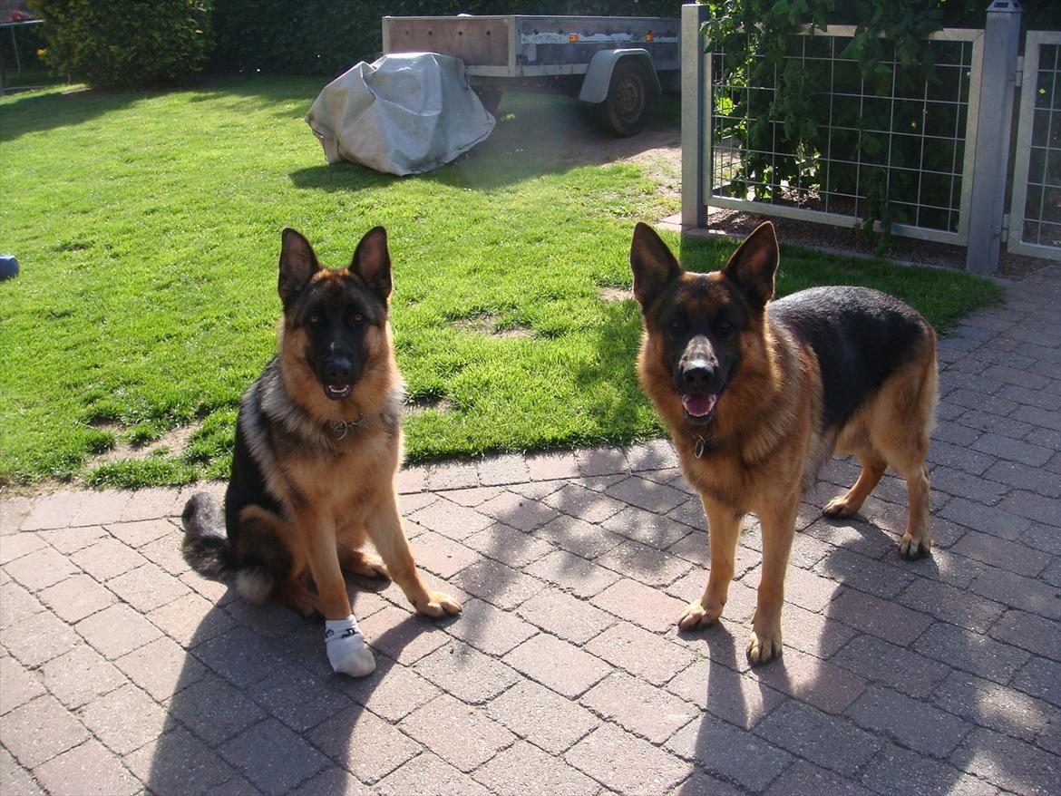 Schæferhund Vitali Zu Den Drei Wieken billede 5