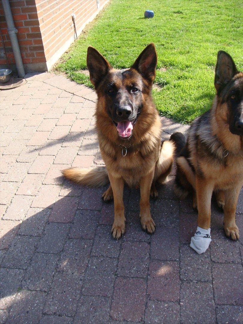 Schæferhund Vitali Zu Den Drei Wieken billede 6