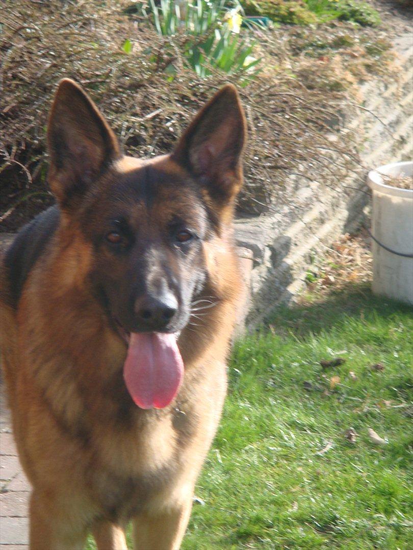 Schæferhund Vitali Zu Den Drei Wieken billede 7