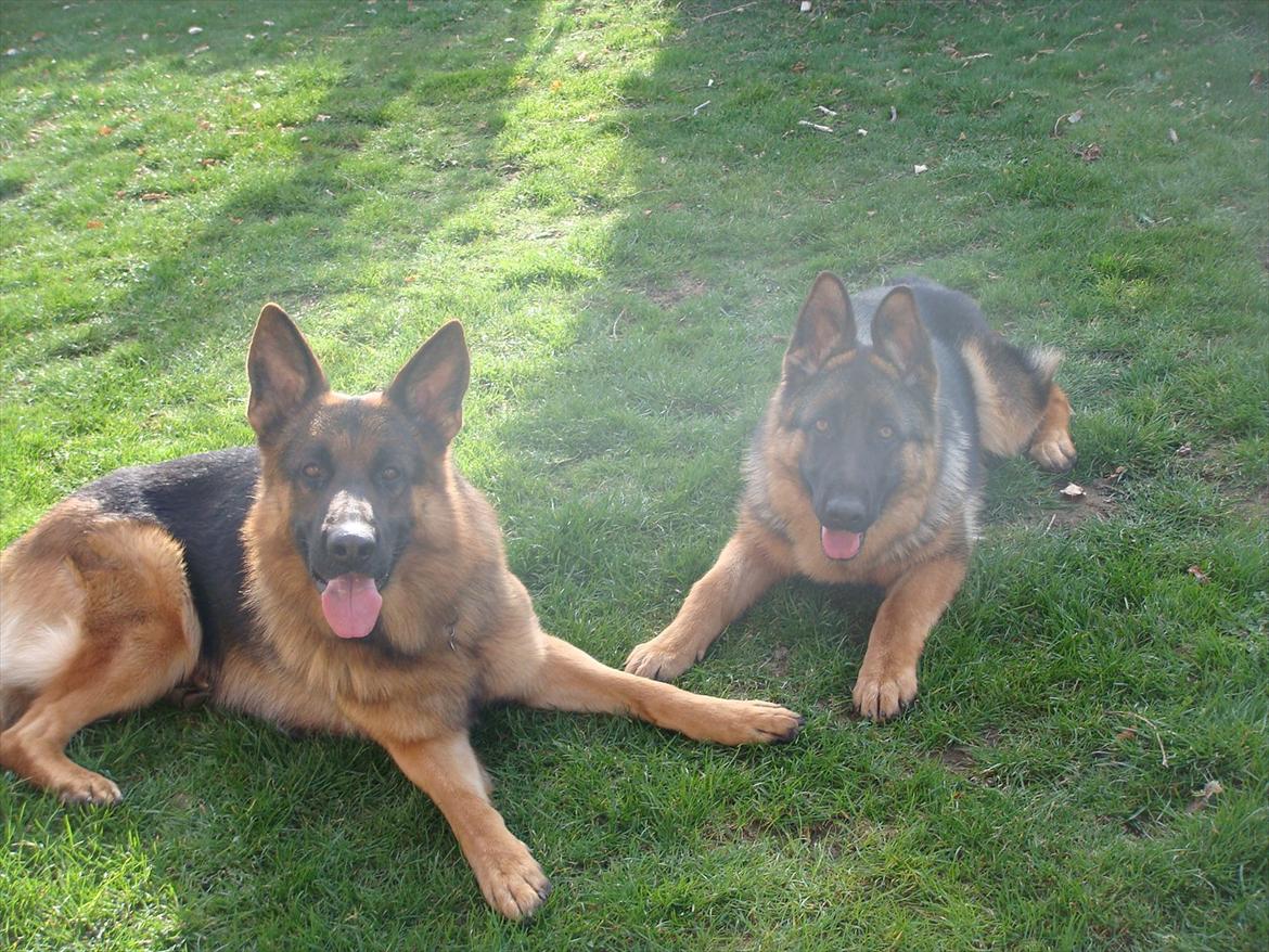 Schæferhund Vitali Zu Den Drei Wieken billede 8