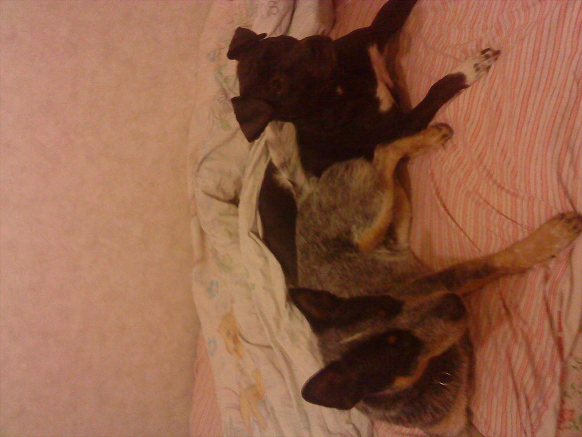 Australsk cattledog Pepsi billede 13