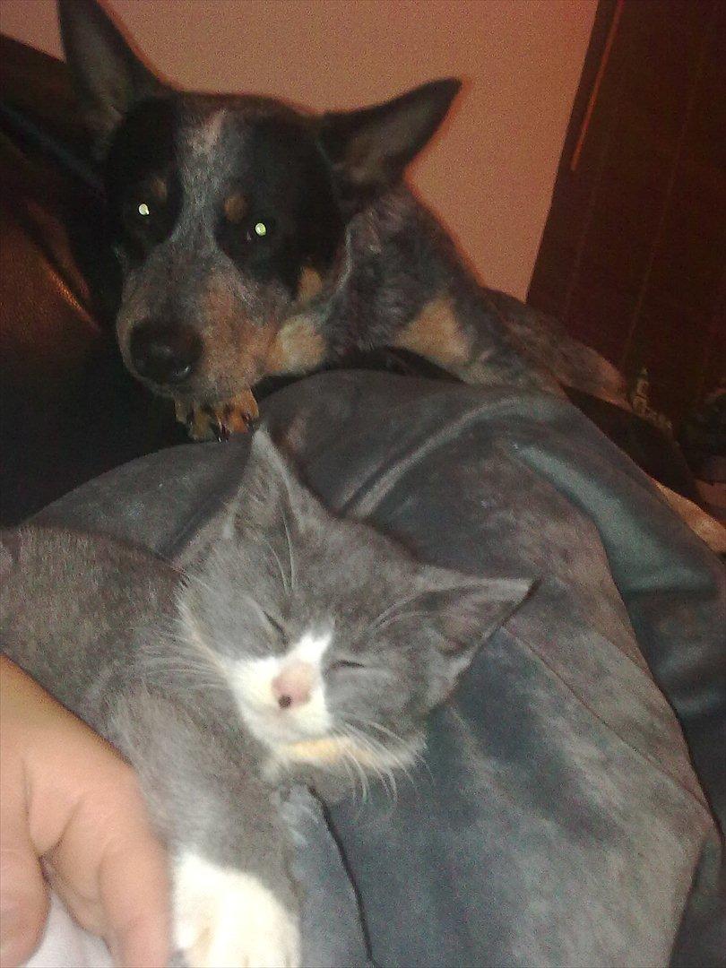 Australsk cattledog Pepsi billede 14