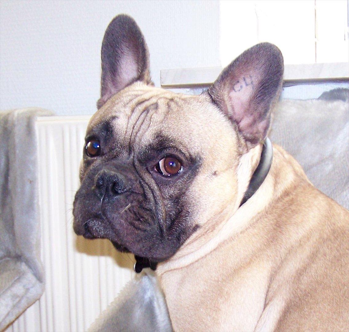 Fransk bulldog Tazz billede 15