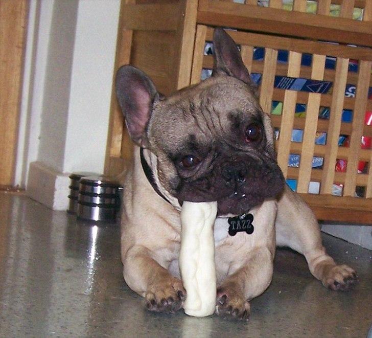 Fransk bulldog Tazz billede 16