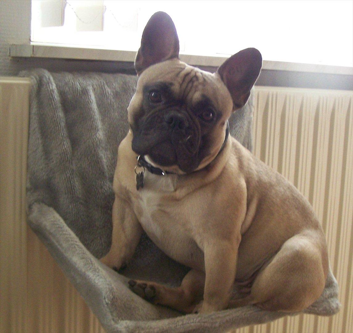 Fransk bulldog Tazz billede 17