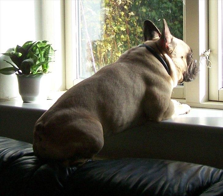 Fransk bulldog Tazz billede 18