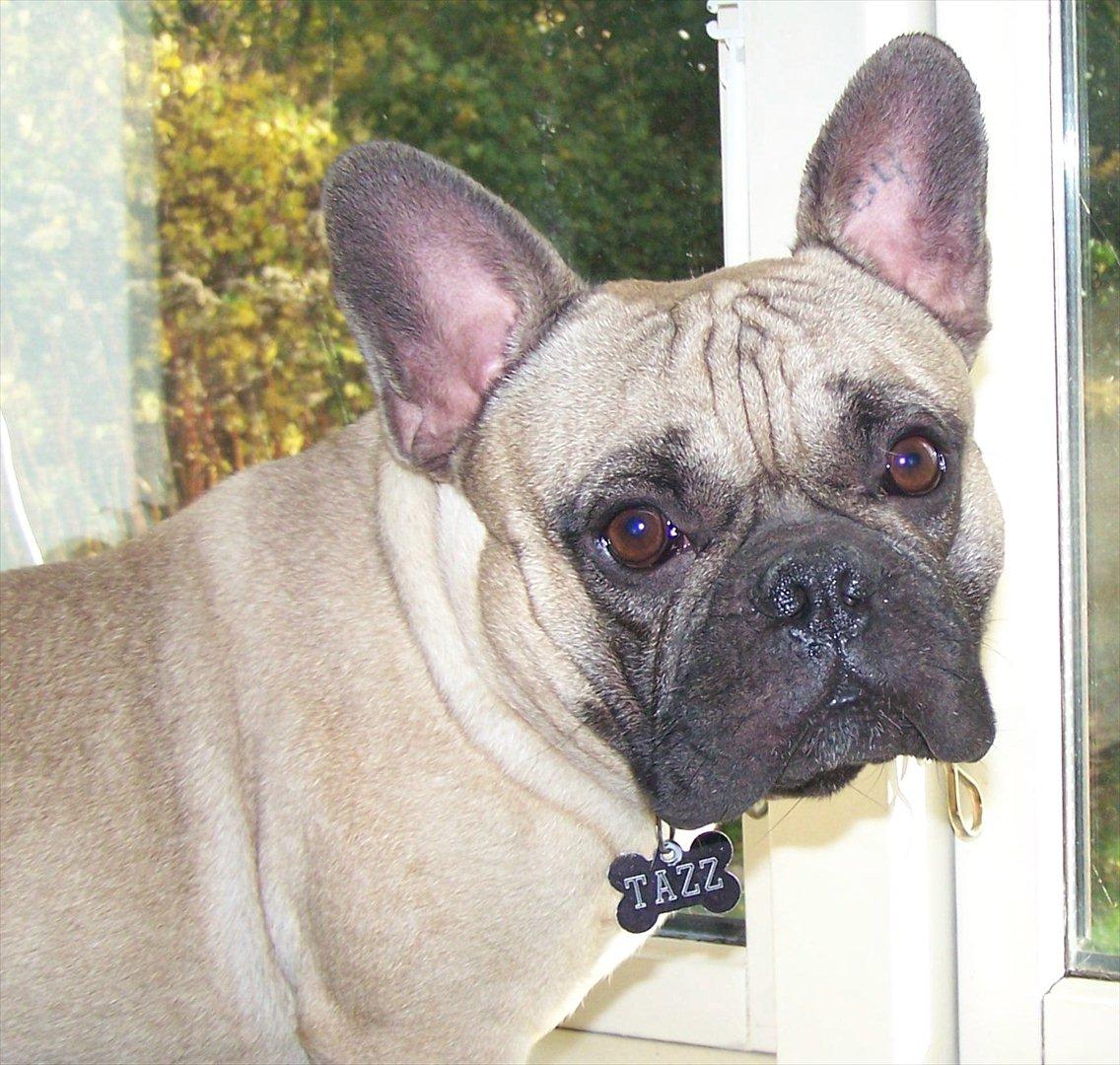 Fransk bulldog Tazz billede 19