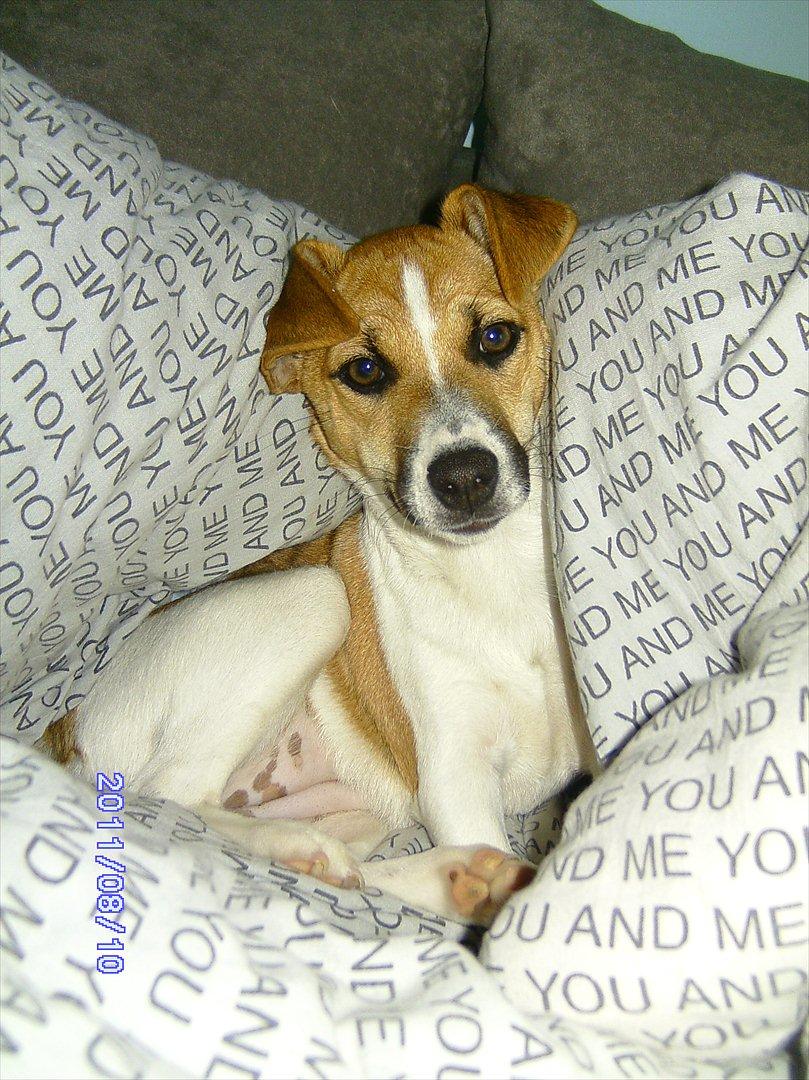 Dansk svensk gaardhund Bailey 'Tøzen :) billede 8