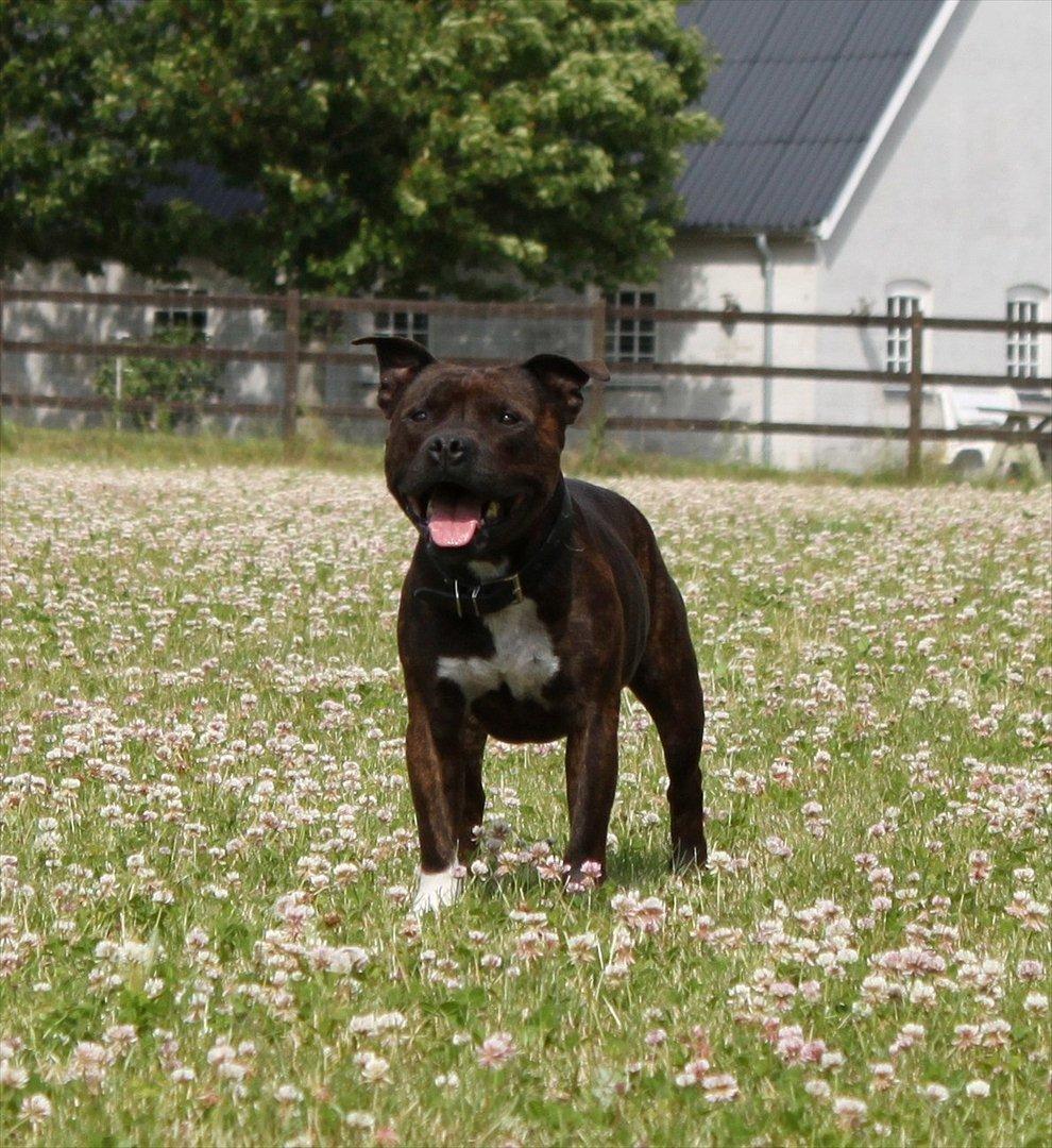 Staffordshire bull terrier Carlos  - Velkommen til billede 3