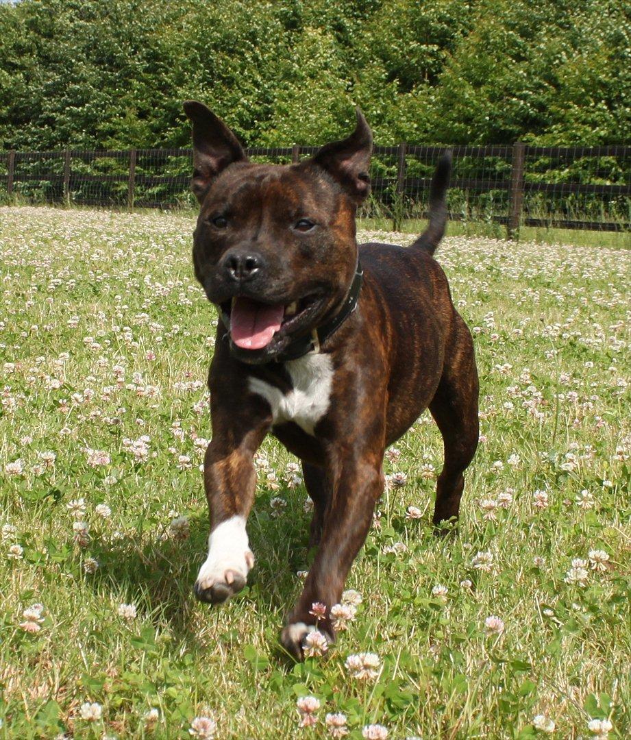 Staffordshire bull terrier Carlos  billede 8