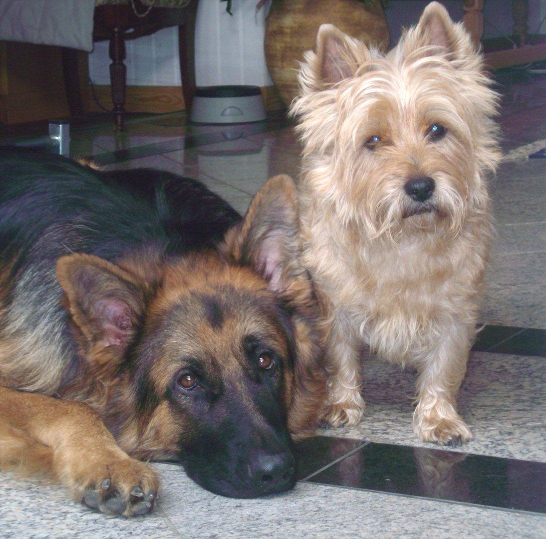 Cairn terrier Fidel - Victor er min rigtige gode ven ;o) Mine mennesker siger det er min lille bror.....men jeg synes altså han er lidt stor ;o) billede 10