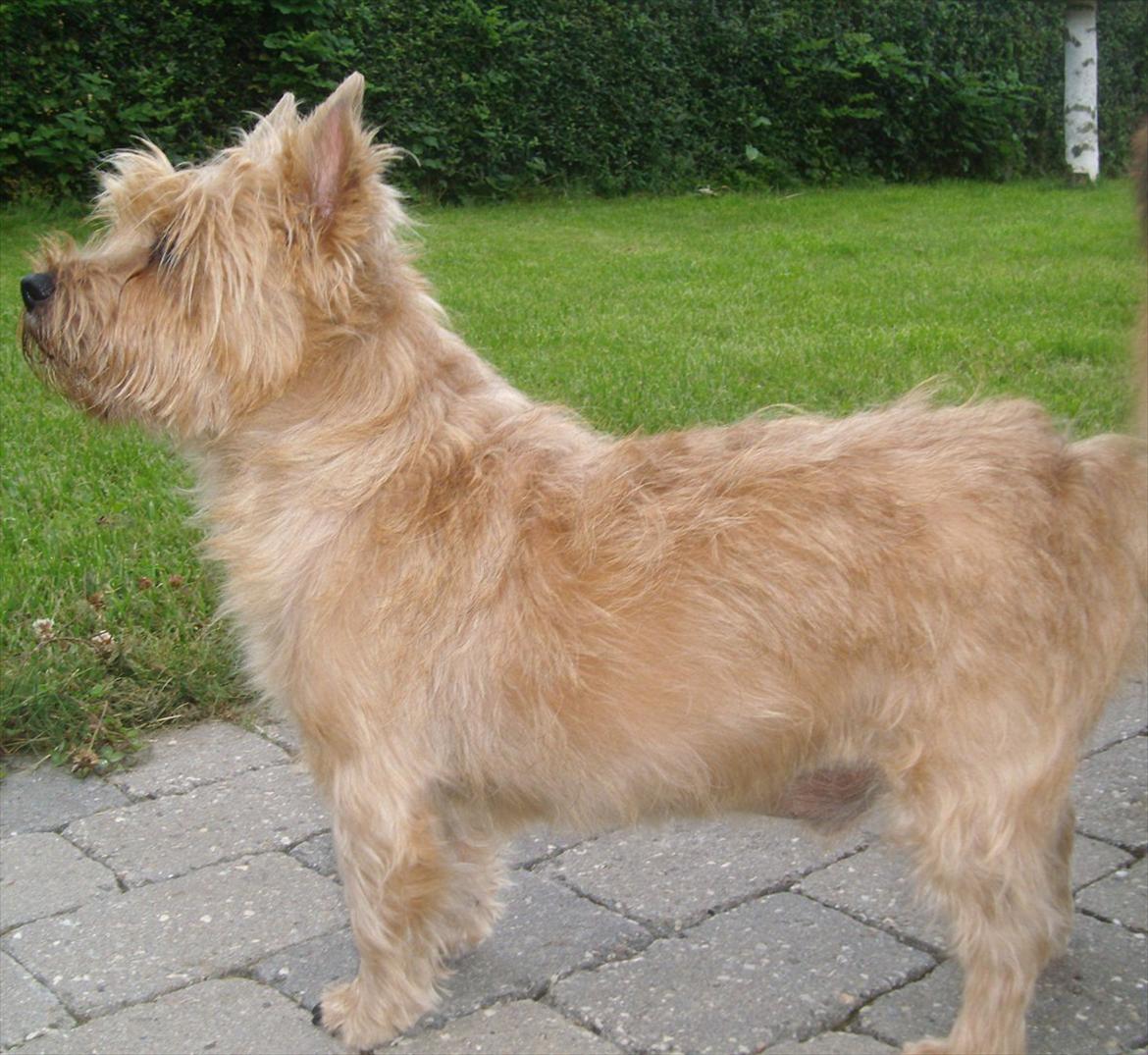 Cairn terrier Fidel - jeg står lige og holder øje om der skulle komme nogle, jeg elsker bare når der kommer besøg :o) billede 12