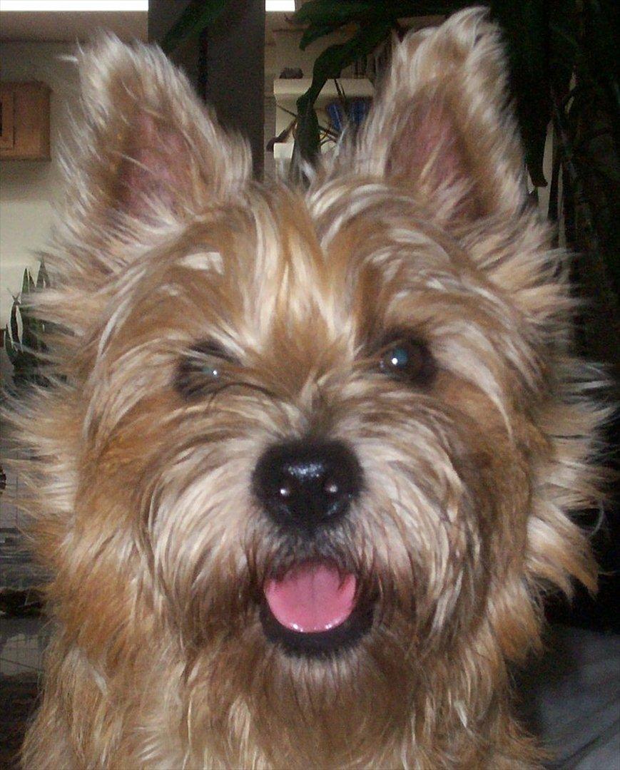 Cairn terrier Fidel - Tak fordi du var en tur forbi min profil ;o) billede 20