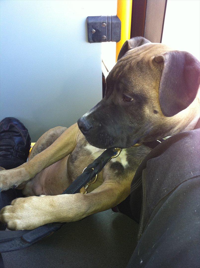 Blanding af racer Paco - Arh her ligger jeg godt mor, det var godt at dit ben var lige der. :p billede 1