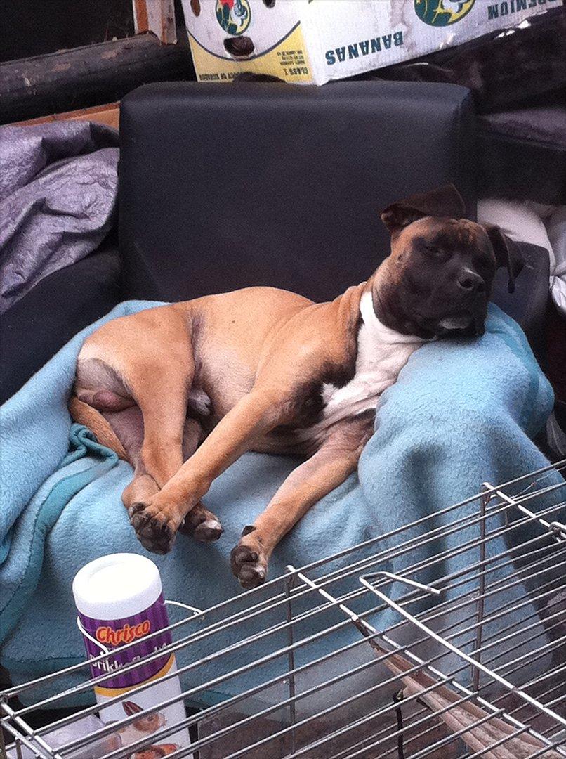 Blanding af racer Paco - Ej skal jeg op nu, må jeg ikke godt sove lidt længere. :) billede 2