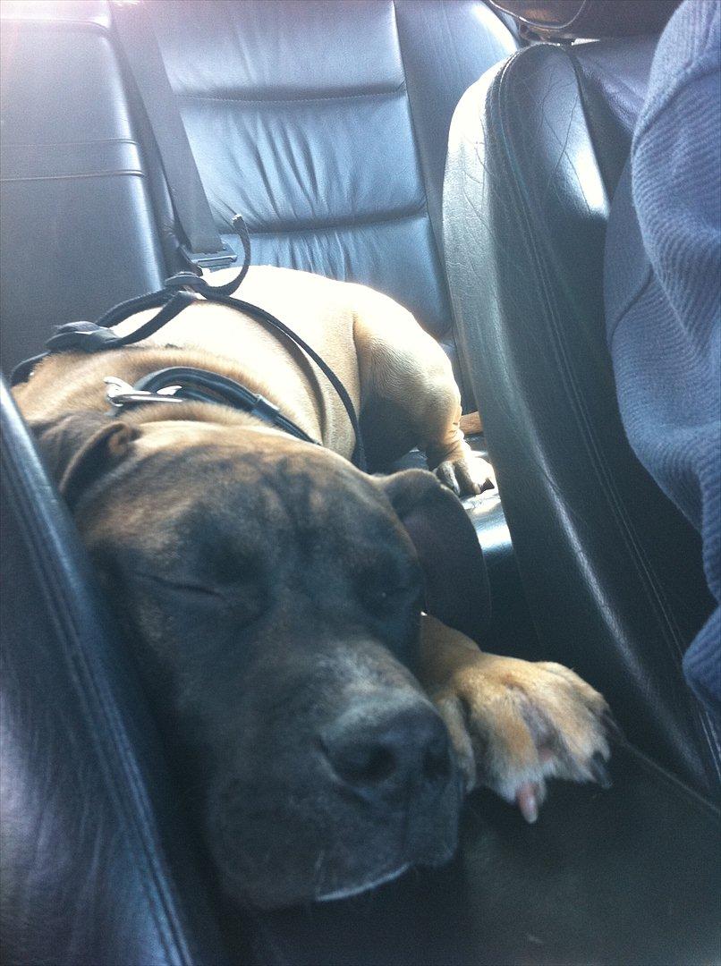 Blanding af racer Paco - Jeg elsker bare at være med ude og køre så kan jeg rigtig putte sove hehe. :) billede 3