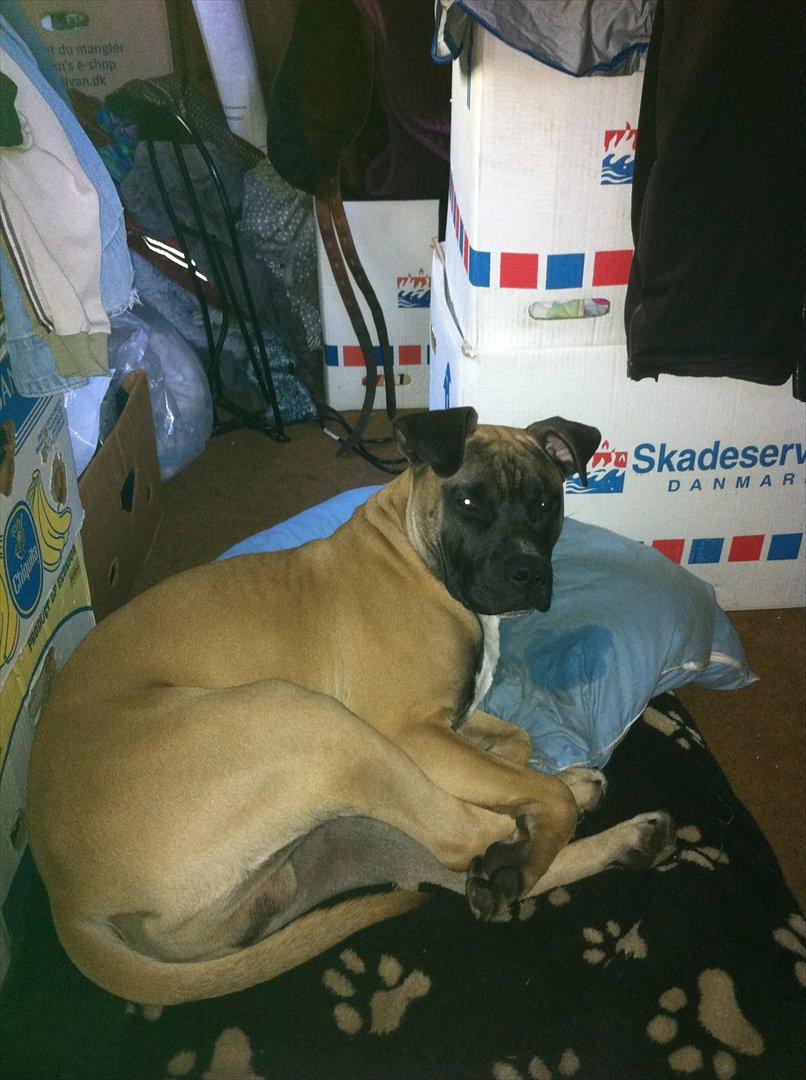 Blanding af racer Paco - Kaldte i.? billede 4