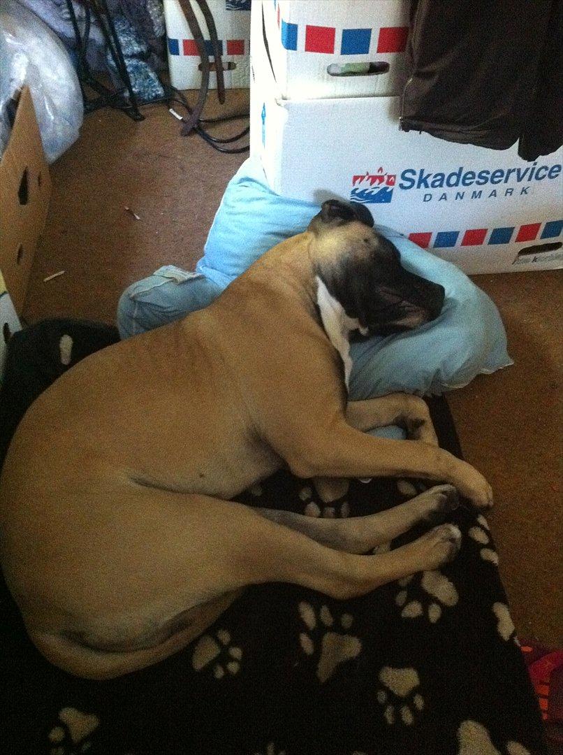 Blanding af racer Paco - Nej okaii så ligger jeg mig til og sove igen med min dejlige hovedpude. :p billede 5