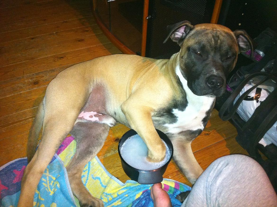 Blanding af racer Paco - Mener du det virkelig mor, hmm okaii så må jeg jo nok hellere. Nemlig min dreng du er så dygtig. :D billede 6