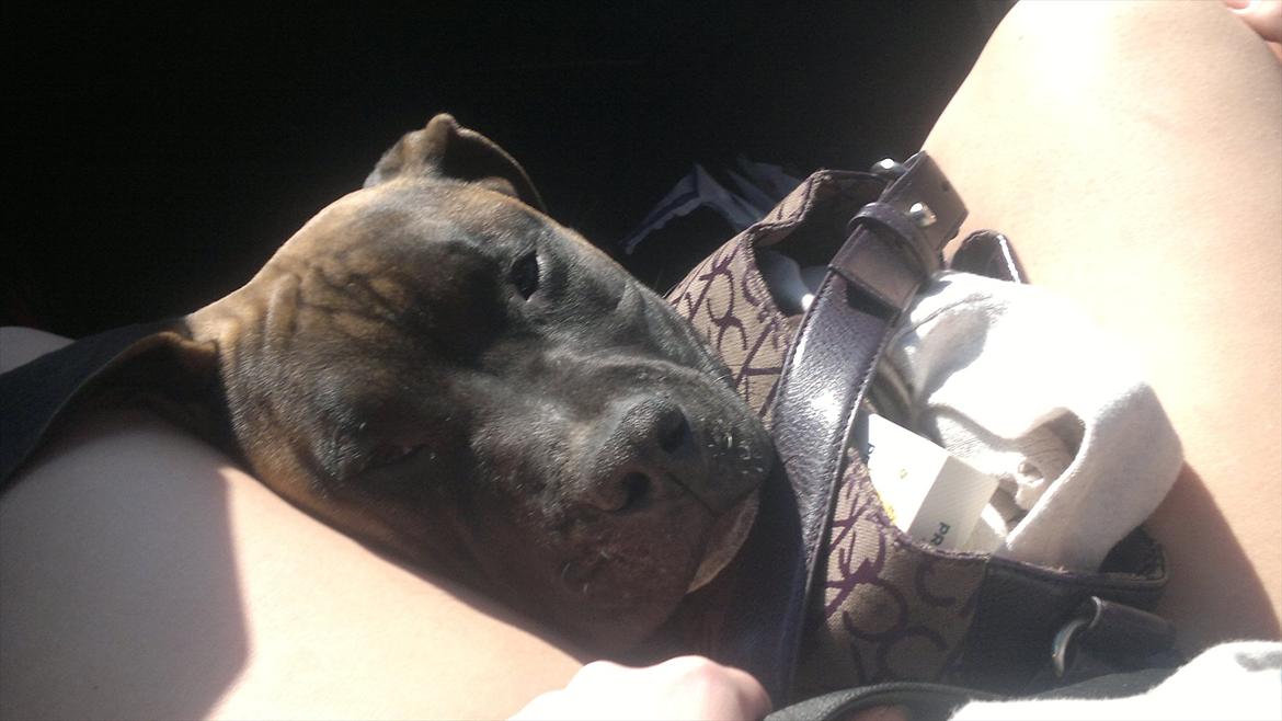 Blanding af racer Paco - Arh jeg ligger godt mor, men det måtte godt være lidt køligere. :D billede 7