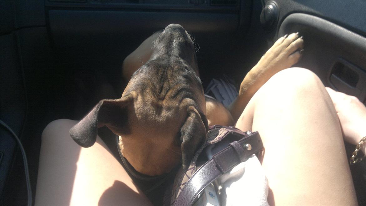 Blanding af racer Paco - Puha det er hårdt med sådan en lang køre tur. ;p billede 8