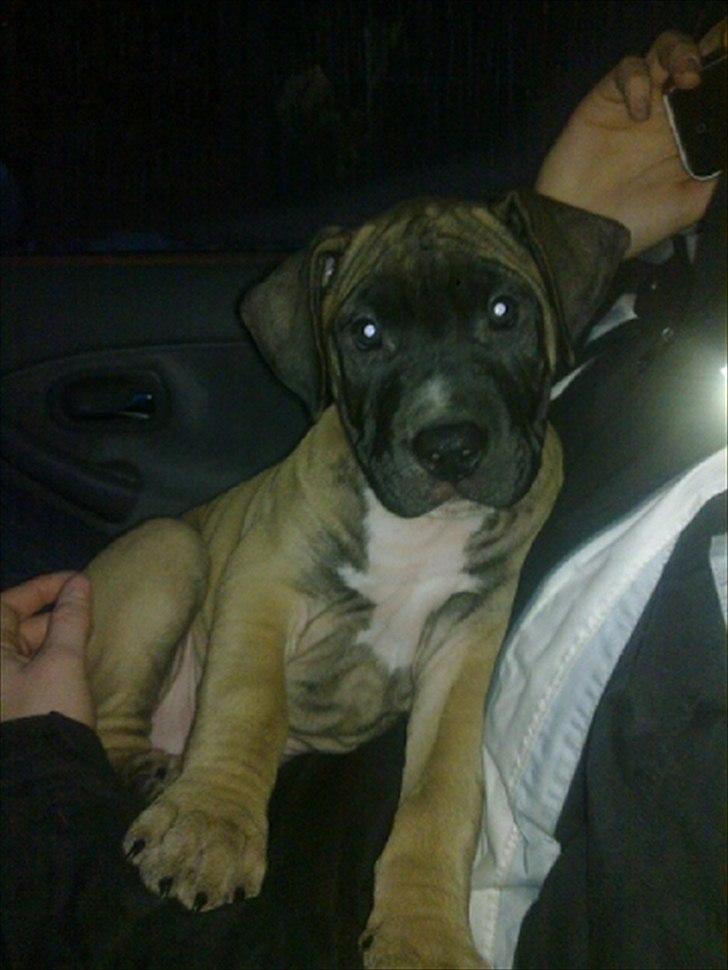 Blanding af racer Paco - Var jeg ikke bare sød da jeg var lille, se mig lige. :) billede 9