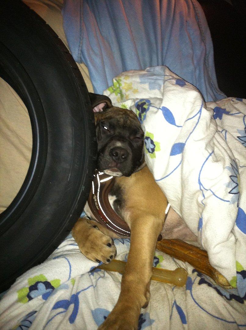 Blanding af racer Paco - Et dæk er altid godt at sove op af hehe, dejlig putte putte. ;p billede 10