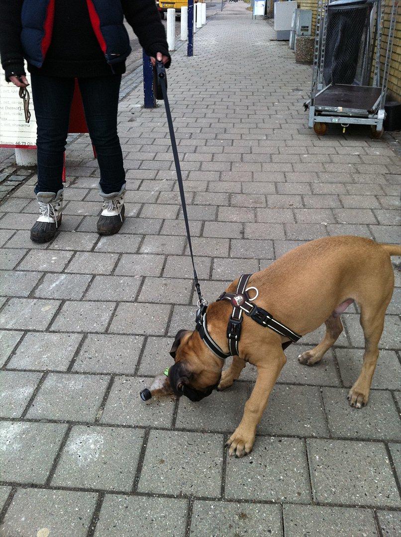Blanding af racer Paco - Hvad er det dog for noget det der søde noget. :D billede 11